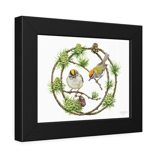 Fine Art Druck gerahmt – Sommergoldhähnchen und Lärche