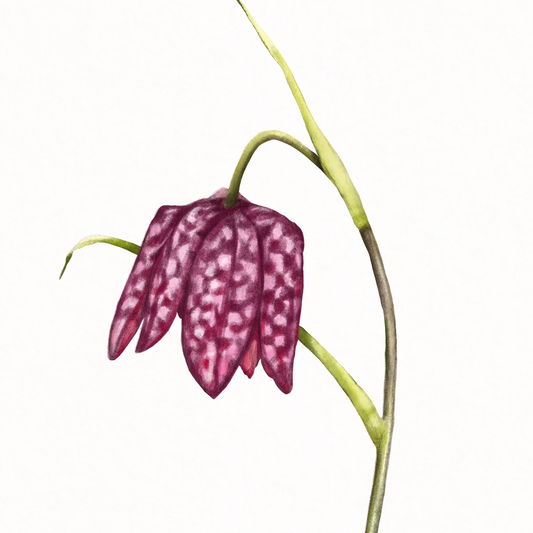 Lesezeichen Haselmaus und Schachbrettblume – handgezeichnet auf Hahnemühle-Papier, 5 × 15 cm