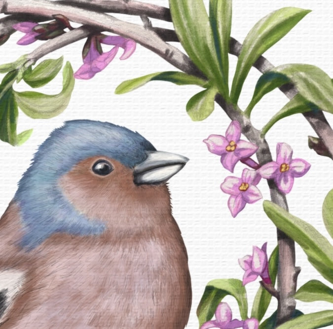 Detaillierter Leinwanddruck mit Naturmotiv, Buchfink in Blau- und Brauntönen vor zarten rosa Seidelbastblüten auf Canvas. - Leinwanddruck - Buchfink und Seidelbast - YANDO Designs