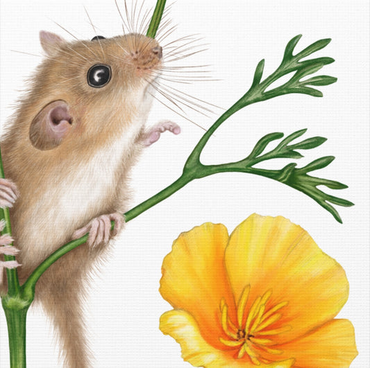 Leinwand mit detailliertem Naturmotiv, Haselmaus schnuppert an leuchtend orangefarbenem Goldmohnblütenstiel