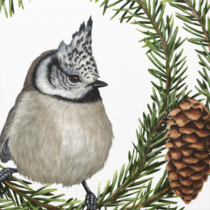 Detaillierter Leinwanddruck mit Naturmotiv einer Haubenmeise vor Fichtenzweigen auf Canvas
