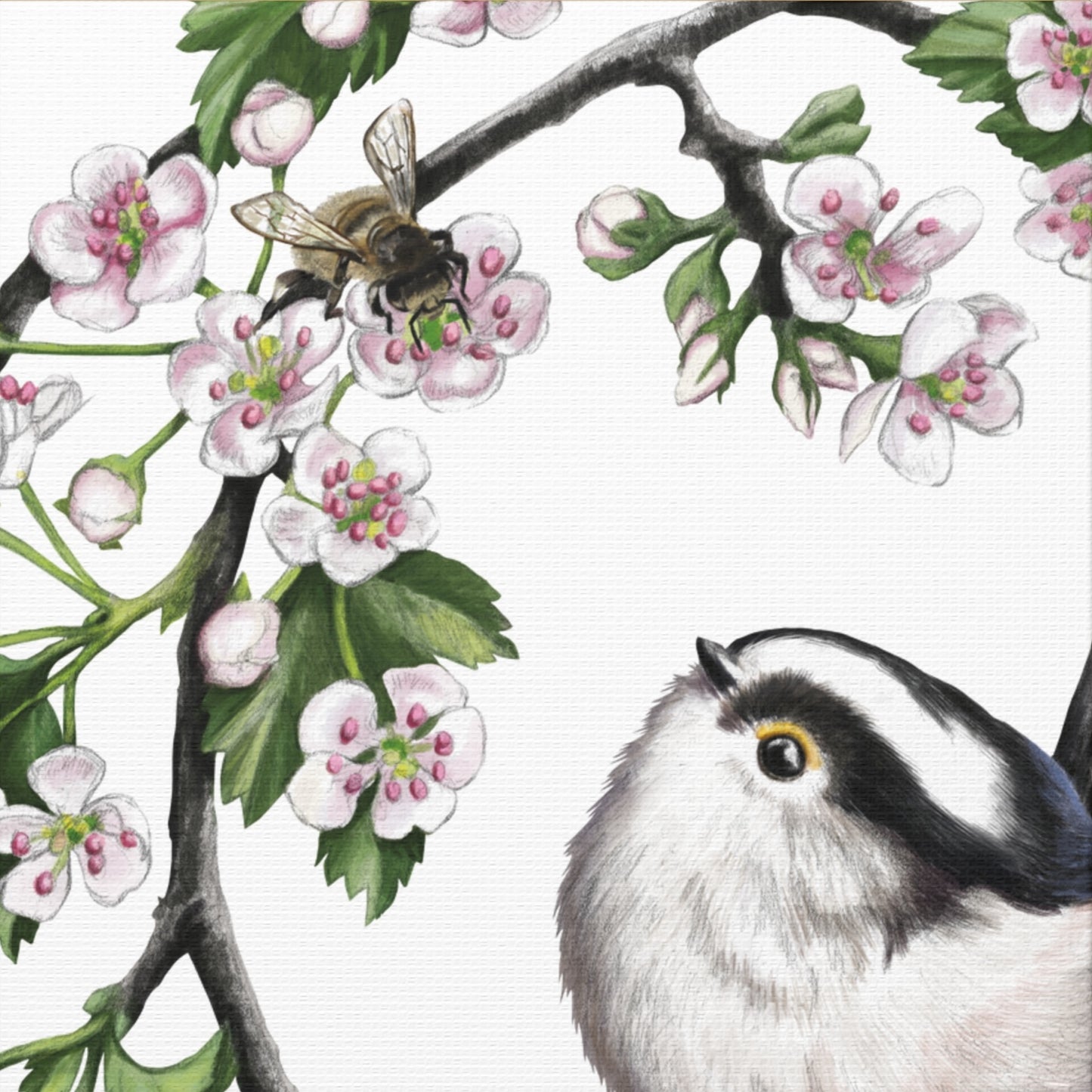 Detailliertes Naturmotiv auf Leinwand mit Schwanzmeise auf weißem Canvas und blühendem Weißdornzweig