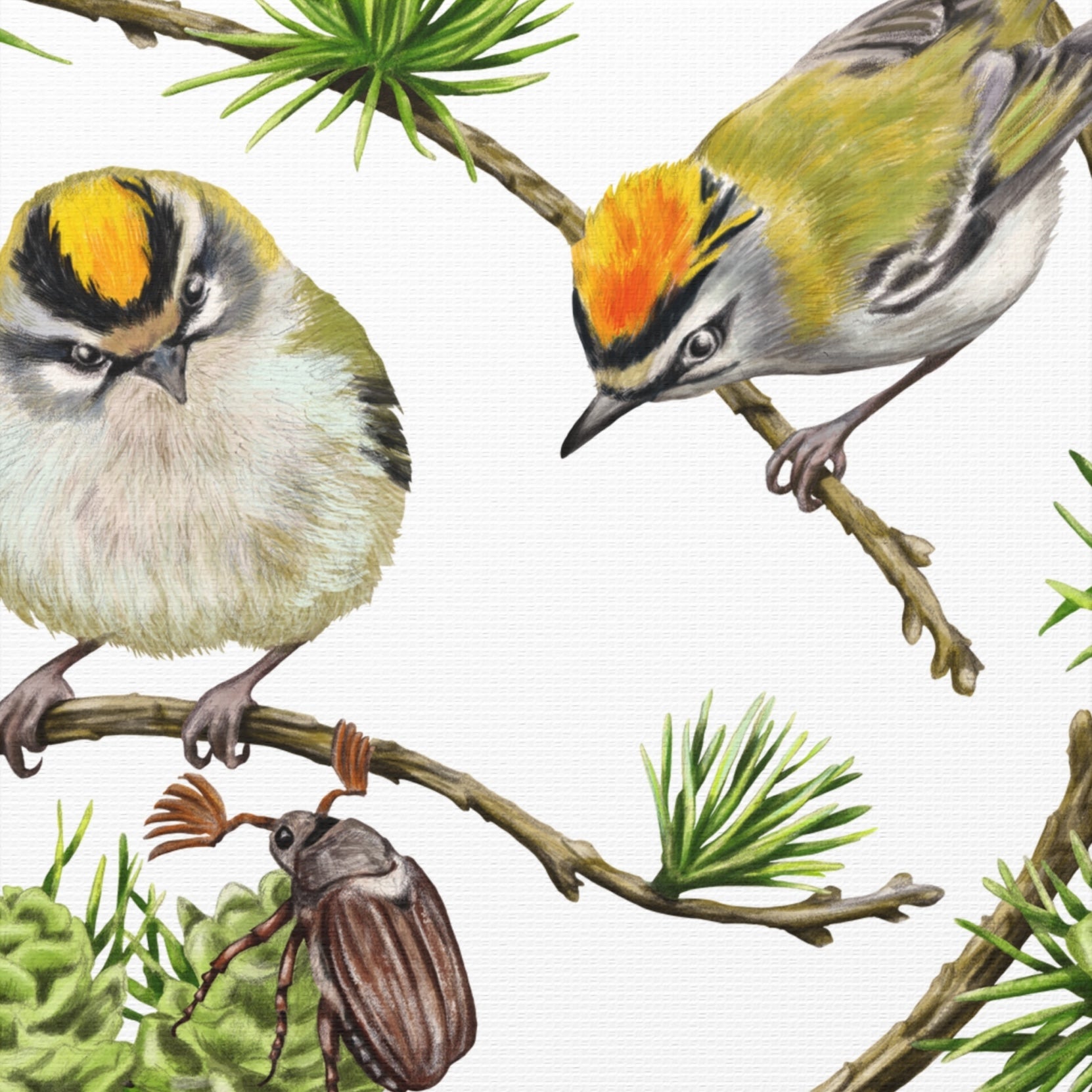 Detail-Aufnahme – Leinwanddruck Sommergoldhähnchen und Lärche