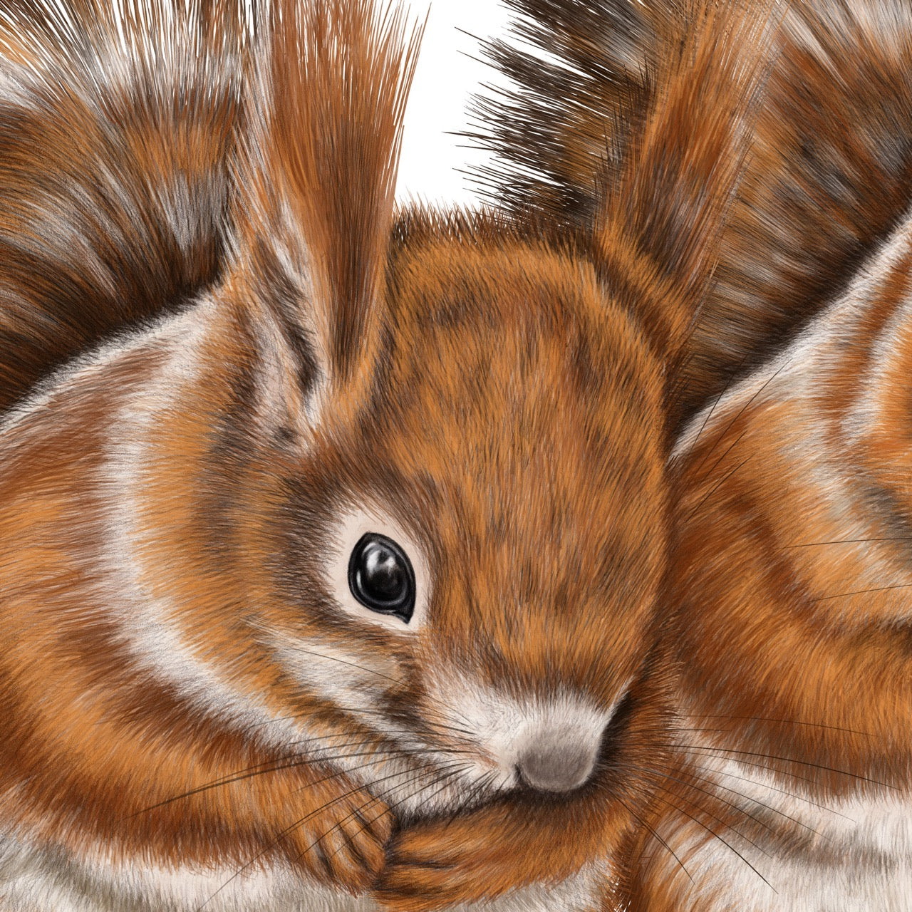 Kunstdruck Eichhörnchen Paar – Detail Close-Up
