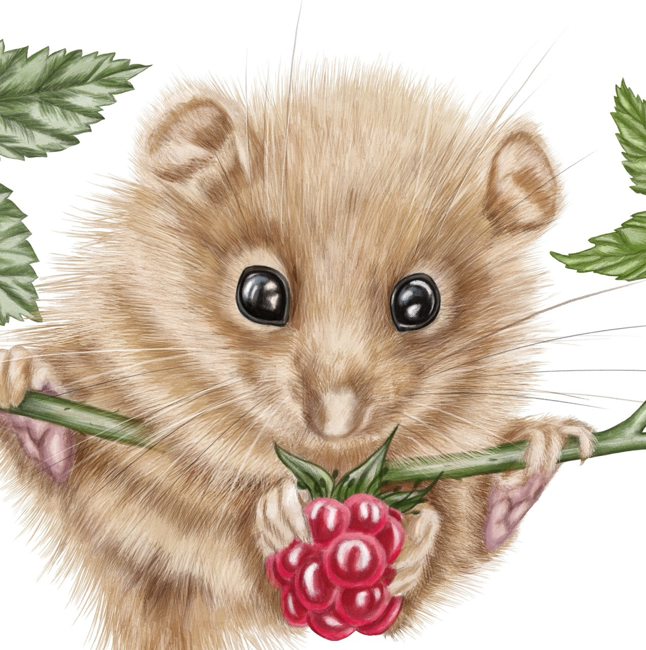 Grußkarte Haselmaus und Himbeere II – Detail Papierqualität