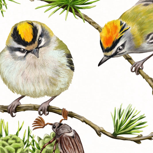 Detail von Sommergoldhähnchen und Lärche im Holzrahmen — feine Strichführung auf Fine-Art-Papier