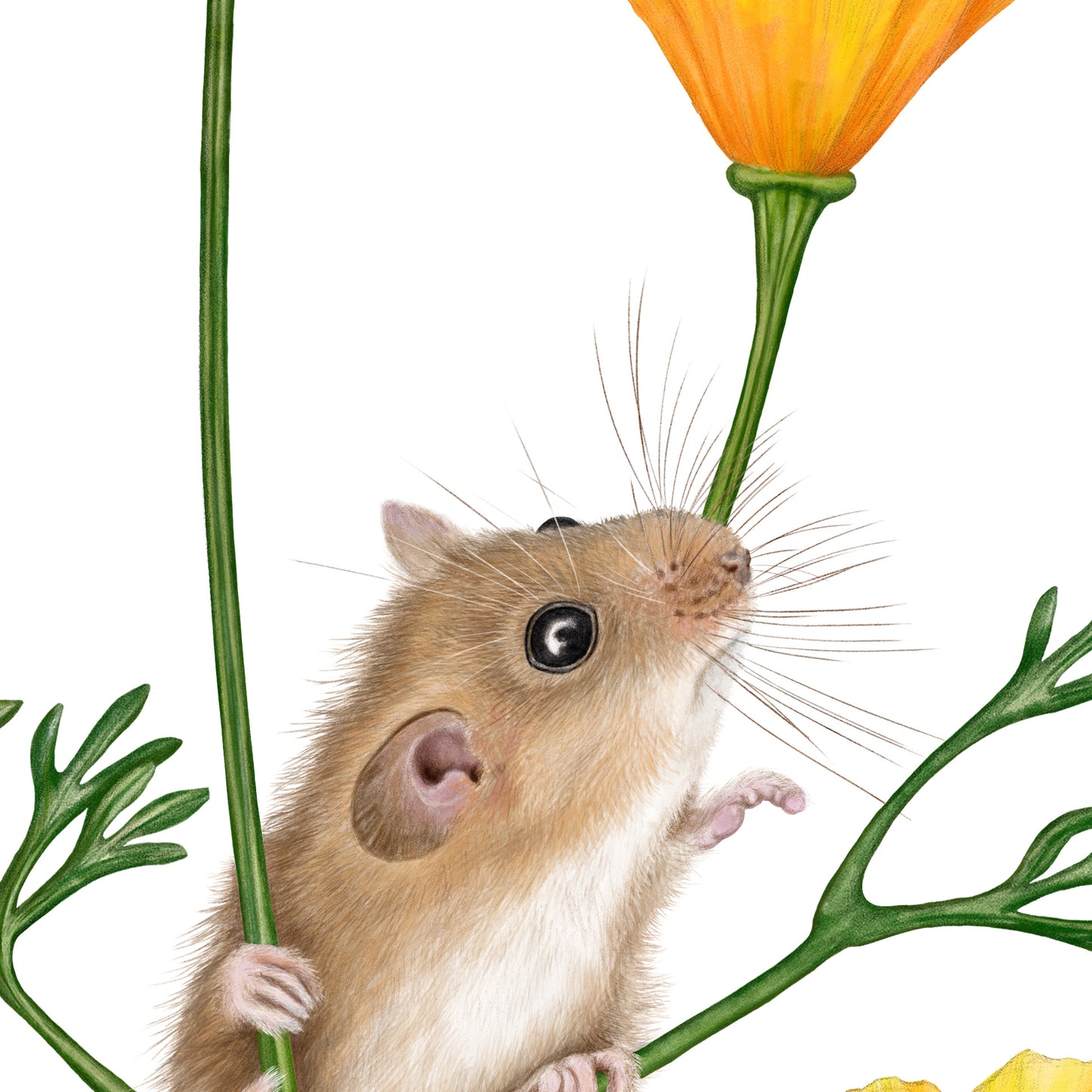 Detail-Aufnahme: Haselmaus und Goldmohn, handgezeichnet