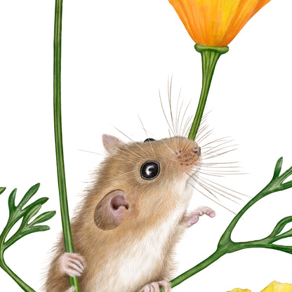 Detail-Aufnahme: Haselmaus und Goldmohn, handgezeichnet