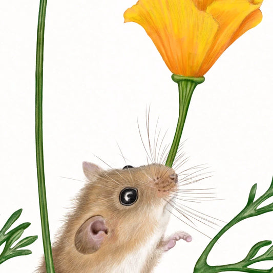 Detail-Aufnahme – Haselmaus und Goldmohn Kunstdruck