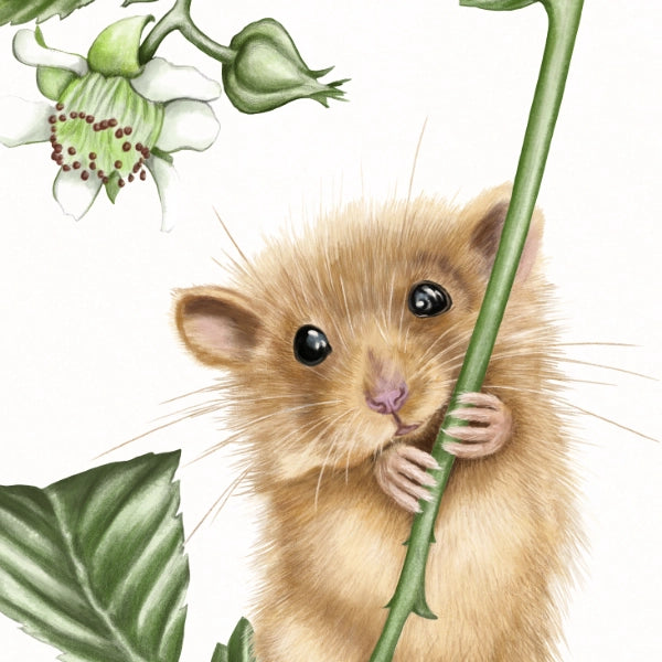 Detail von Haselmaus und Himbeere im Holzrahmen — feine Strichführung auf Fine-Art-Papier