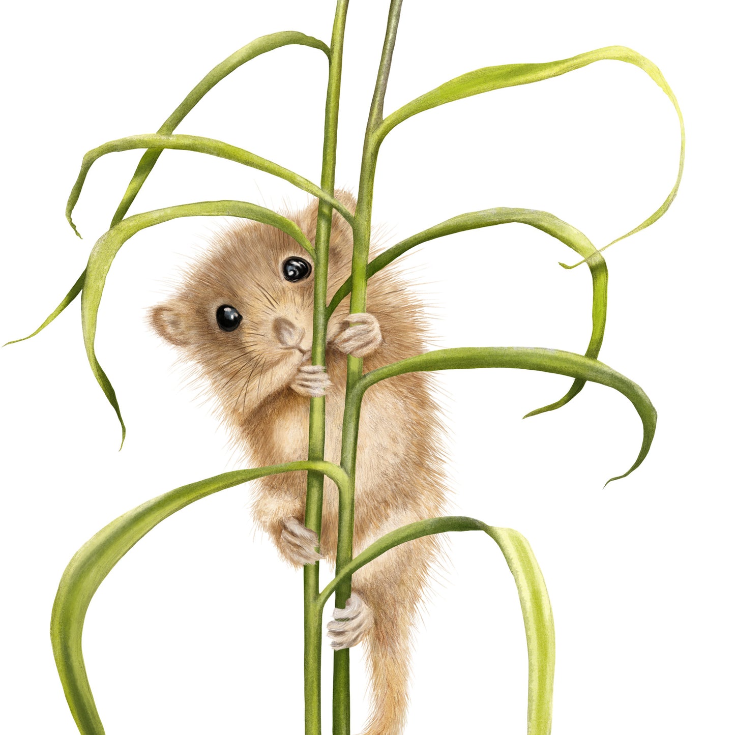 Detail-Aufnahme: Haselmaus und Schachbrettblume, handgezeichnet