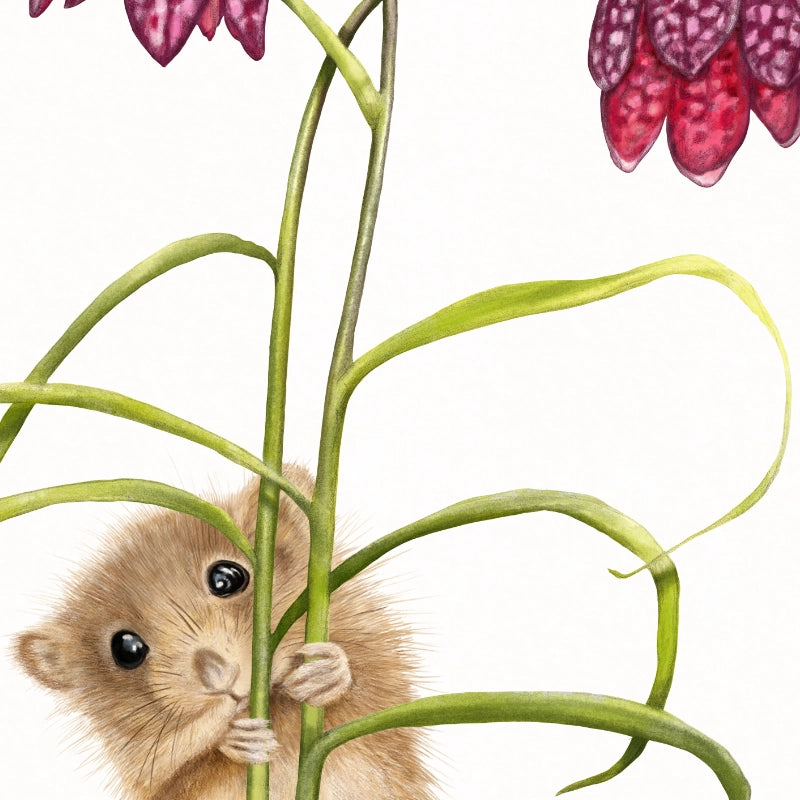Detail von Haselmaus und Schachbrettblume im Holzrahmen — feine Strichführung auf Fine-Art-Papier