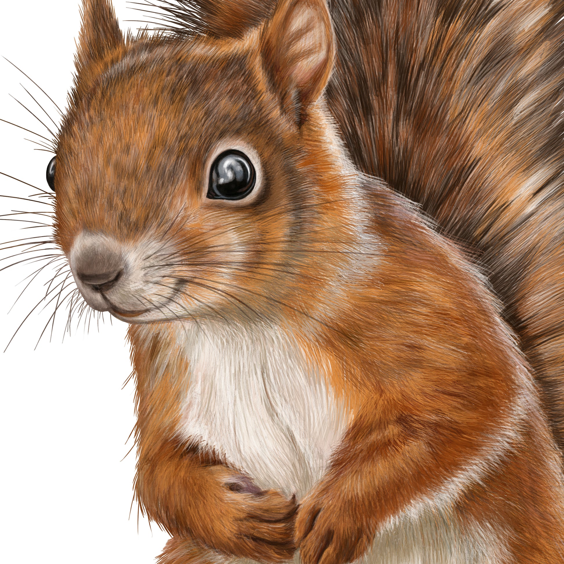 Detail-Aufnahme: Eichhörnchen, handgemalt