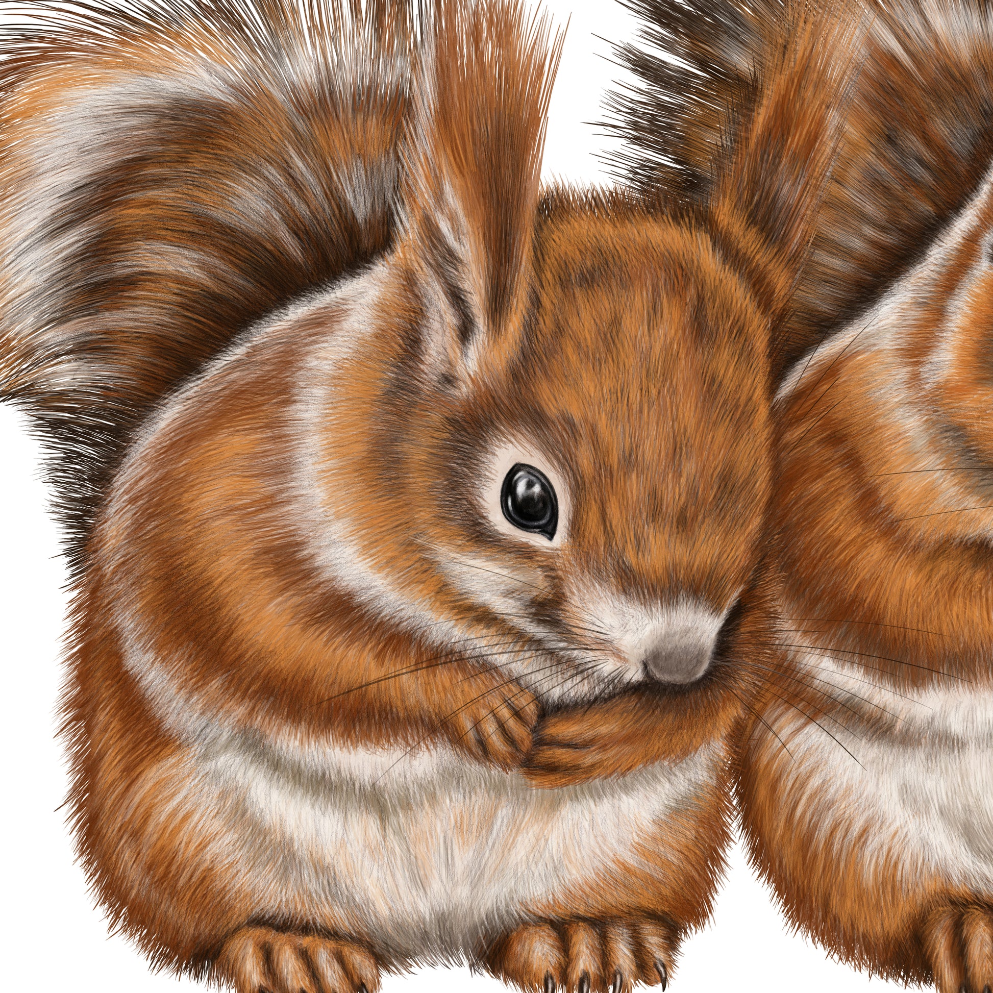 Detail-Aufnahme: zwei Eichhörnchen, handgemalt