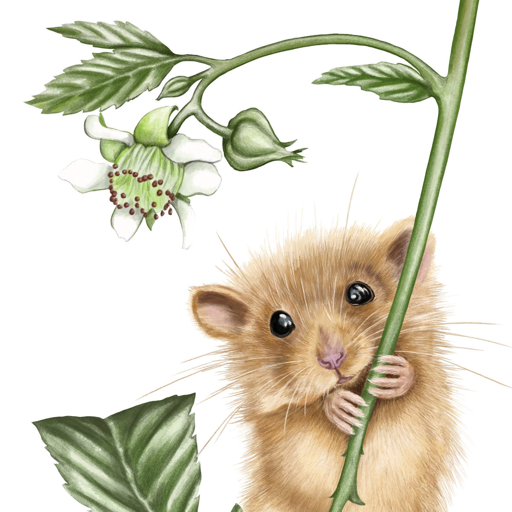 Detail-Aufnahme: Haselmaus und Himbeere, handgemalt