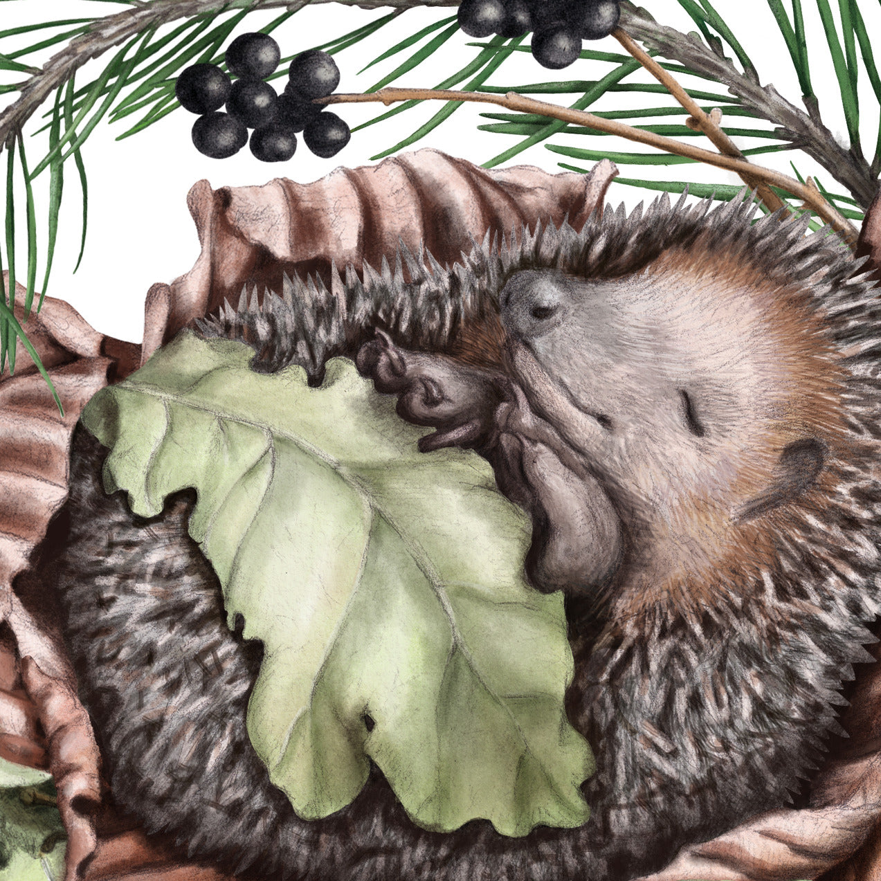Detail-Aufnahme: Schlafender Igel, handgezeichnet