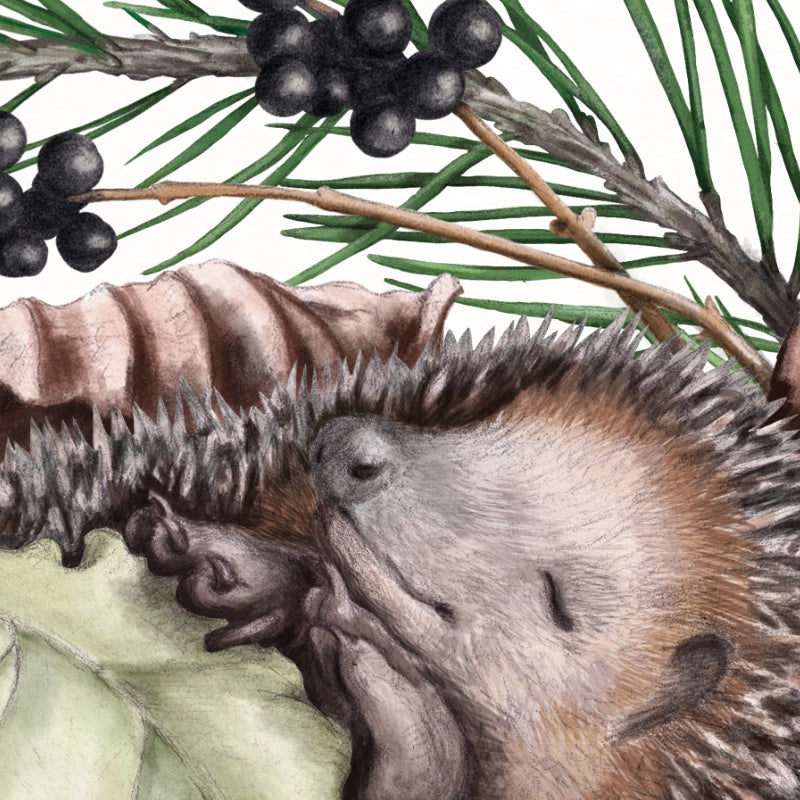 Detail von Schlafender Igel im Holzrahmen — feine Strichführung auf Fine-Art-Papier