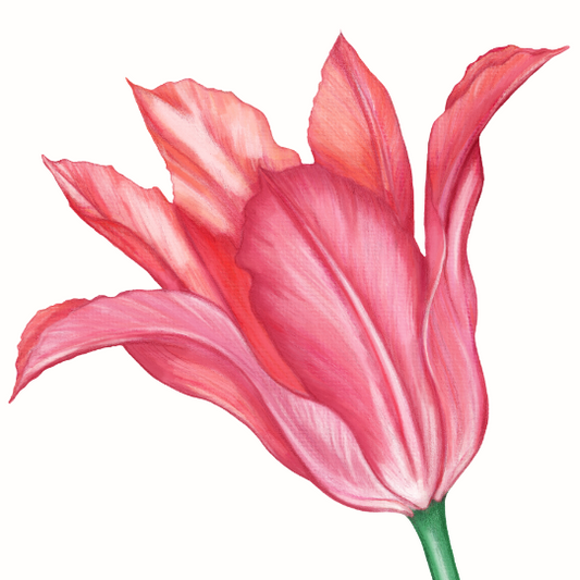 Detail-Aufnahme: Lilientulpe mit fein gezeichneten Blütenblättern