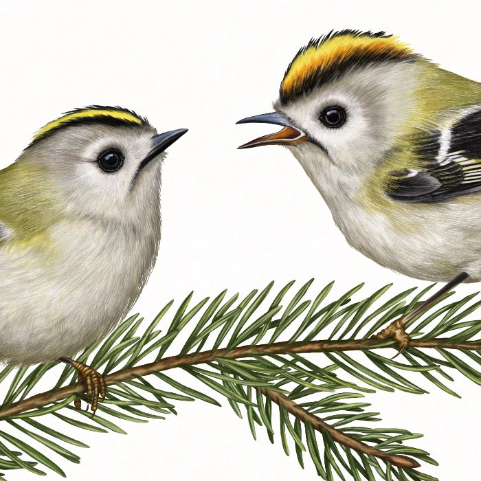 Detail-Aufnahme: Zwei Wintergoldhähnchen auf einem Fichtenzweig, handgezeichnet