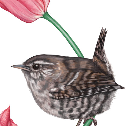 Detail-Aufnahme: Zaunkönig und Tulpe, handgezeichnet
