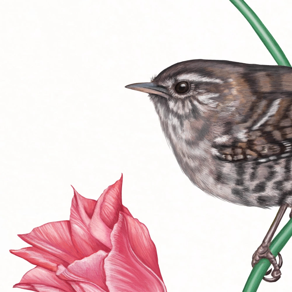 Detail von Zaunkönig und Tulpe im Holzrahmen — feine Strichführung auf Fine-Art-Papier