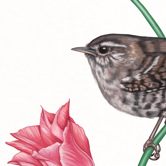 Detail von Zaunkönig und Tulpe im Holzrahmen — feine Strichführung auf Fine-Art-Papier