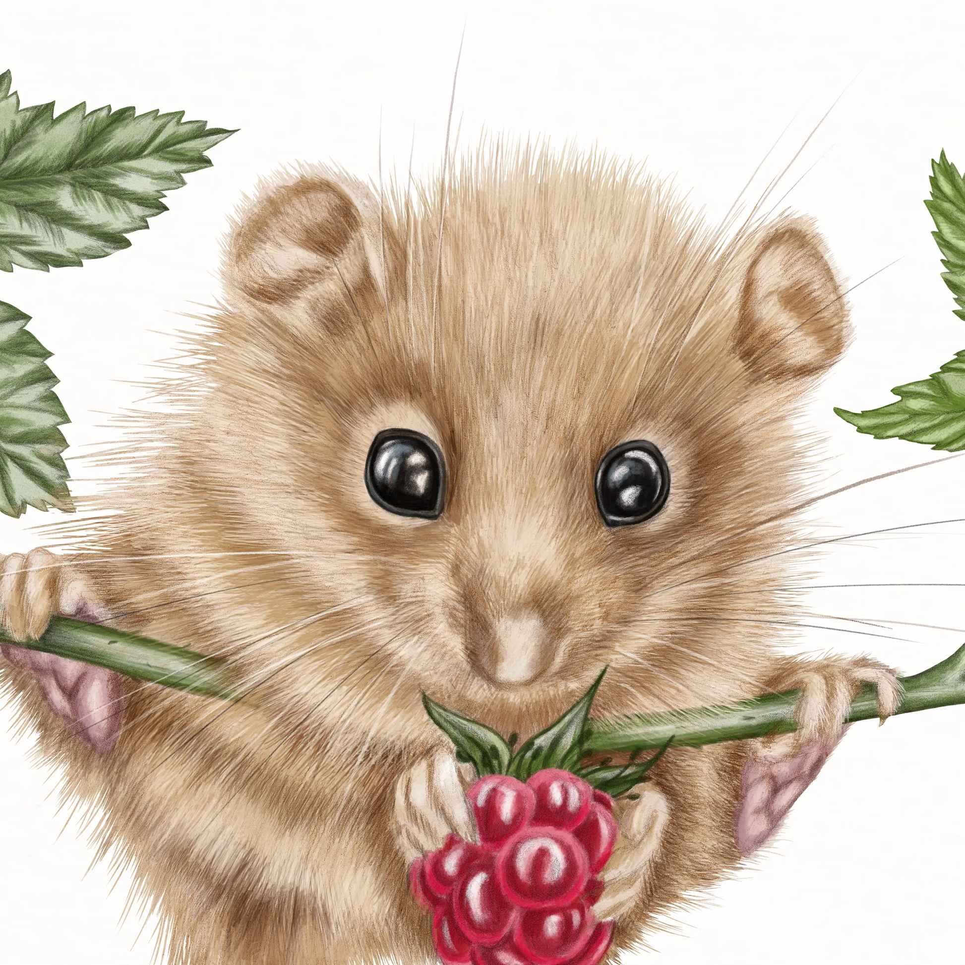 Detail-Aufnahme: Haselmaus und Himbeere II, handgemalt