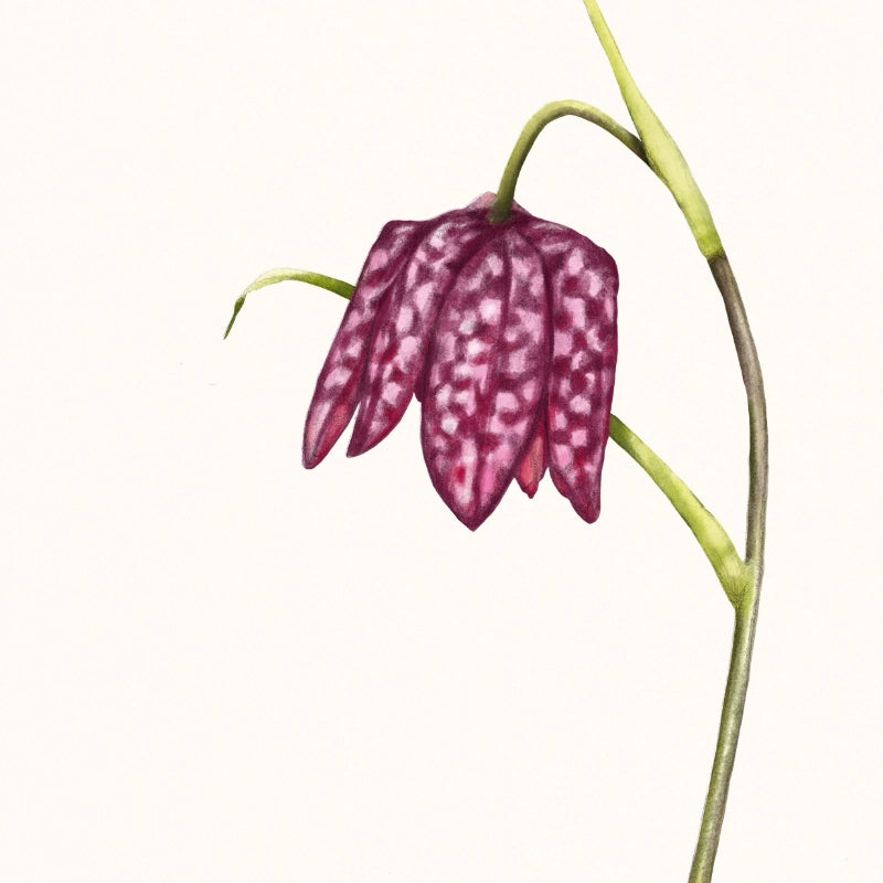 Detail-Aufnahme — Lesezeichen Schachbrettblume