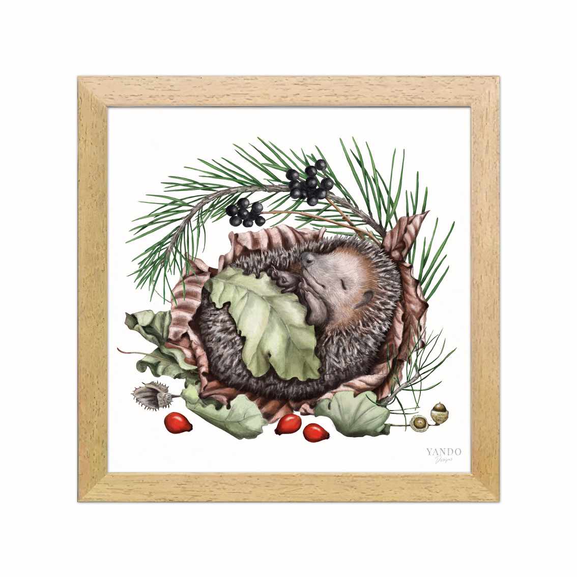 Schlafender Igel im dunklen Naturholz-Rahmen — gerahmt und aufhängbereit
