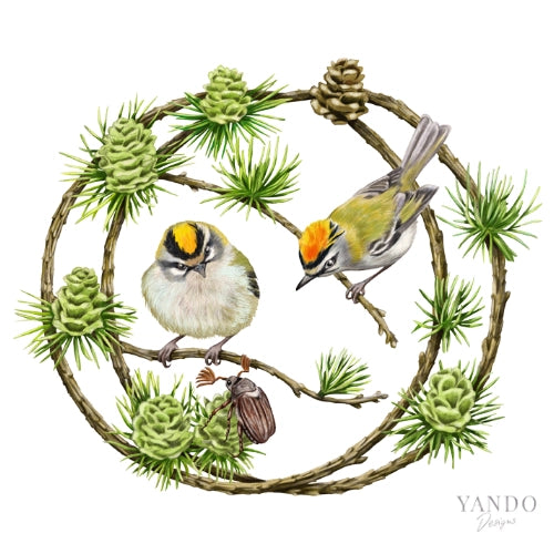 Galerie-Illustration Sommergoldhähnchen und Lärche – handgemaltes Naturmotiv von YANDO Designs