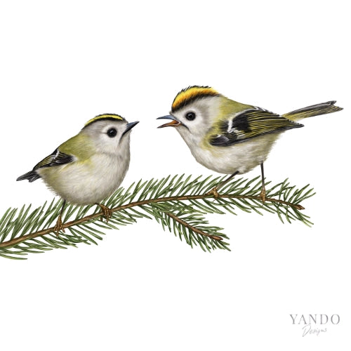Zwei Wintergoldhähnchen auf einem Fichtenzweig, handillustriertes Motiv im Detail