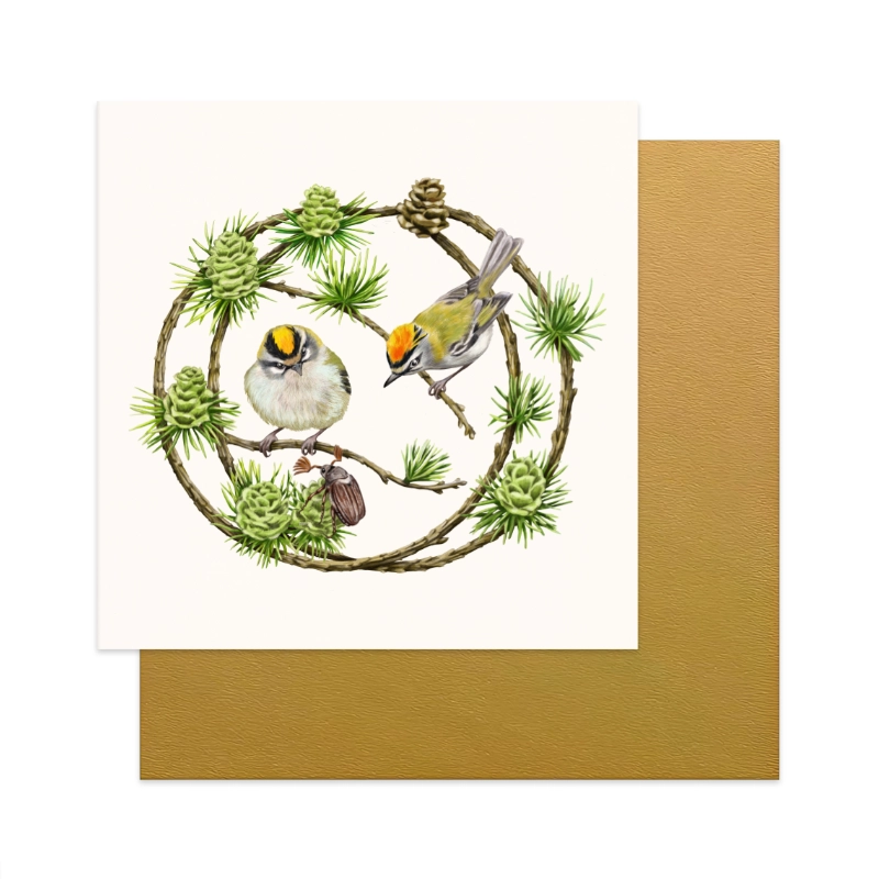 Detail – Sommergoldhähnchen und Lärche
