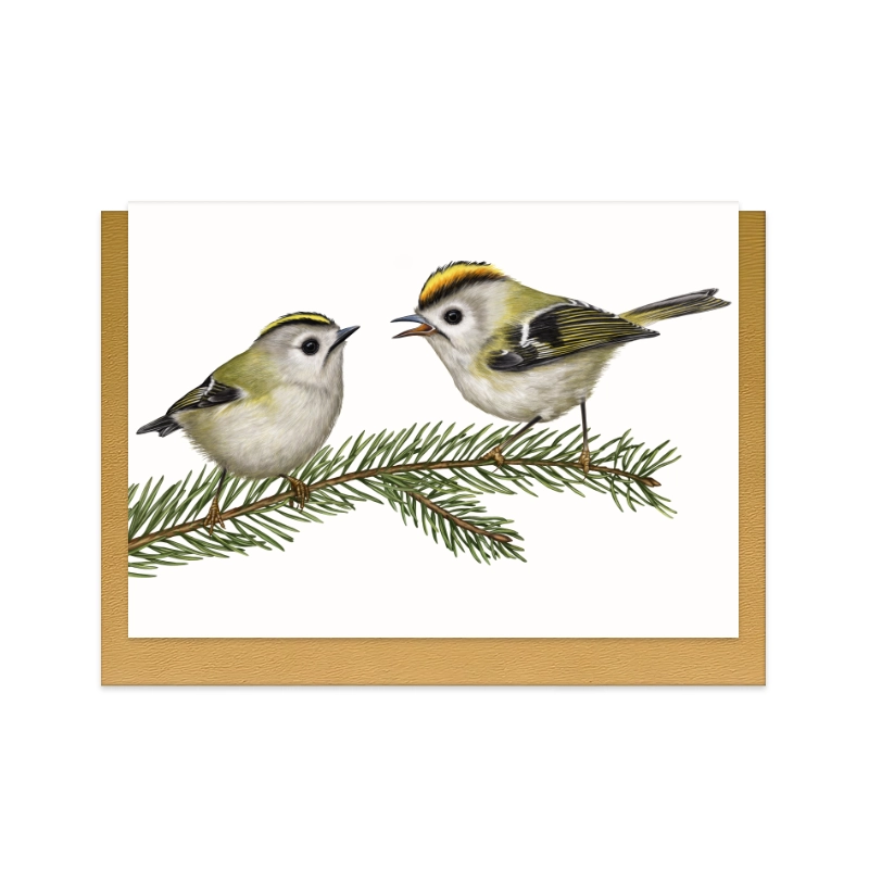 Wintergoldhähnchen und Fichte Grußkarte – Naturpapier, handillustriert