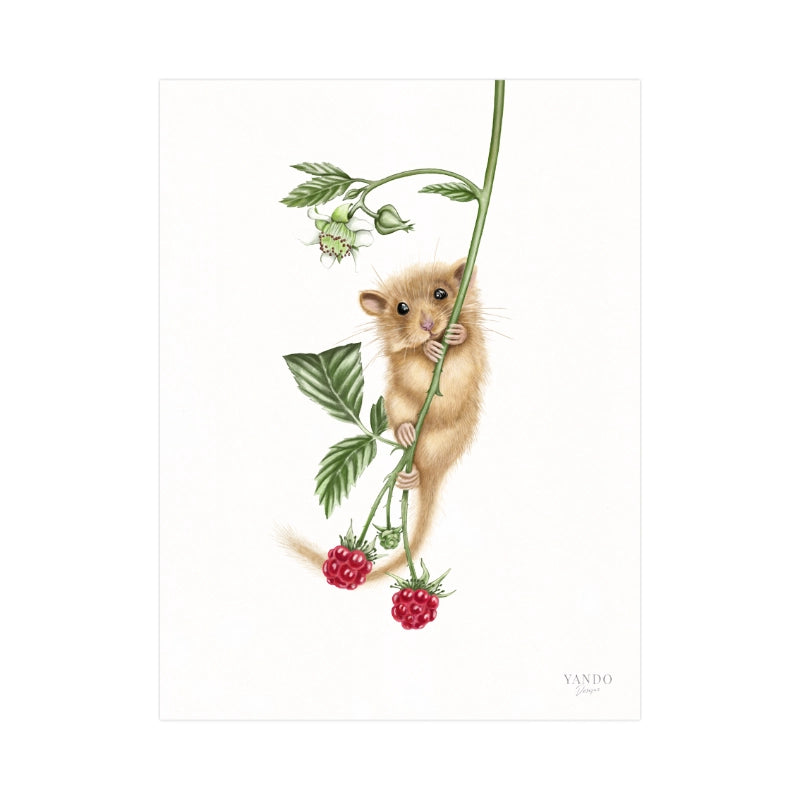 Kunstdruck Haselmaus und Himbeere – Fine-Art auf Hahnemühle-Papier, 18×24 cm