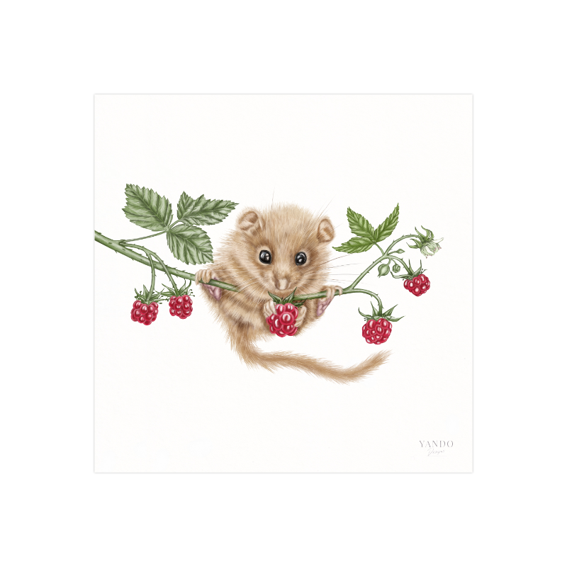 Kunstdruck Haselmaus und Himbeere II – Fine Art Print 20×20 cm