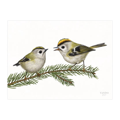 Kunstdruck Wintergoldhähnchen und Fichte – Fine Art auf Hahnemühle-Papier, 24×18 cm quer