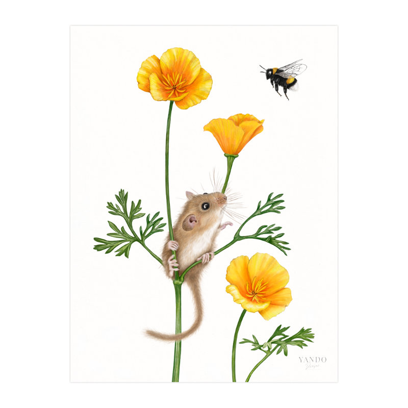 Kunstdruck Haselmaus und Goldmohn – Fine Art auf Hahnemühle-Papier, 18×24 cm