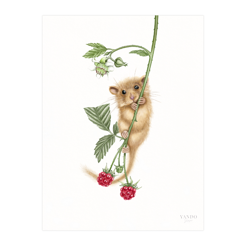 Kunstdruck Haselmaus und Himbeere – Fine Art Print 18×24 cm