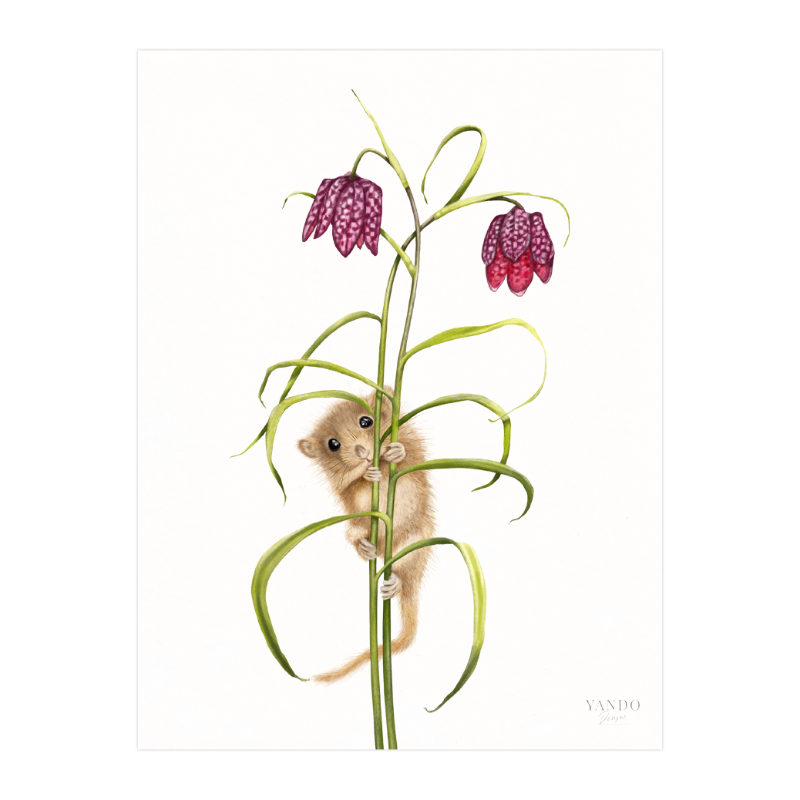 Kunstdruck Haselmaus und Schachbrettblume – Fine Art auf Hahnemühle-Papier, 18×24 cm