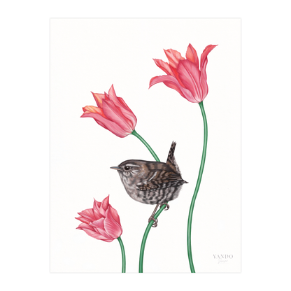Kunstdruck Zaunkönig und Tulpe – Fine Art auf Hahnemühle-Papier, 18×24 cm