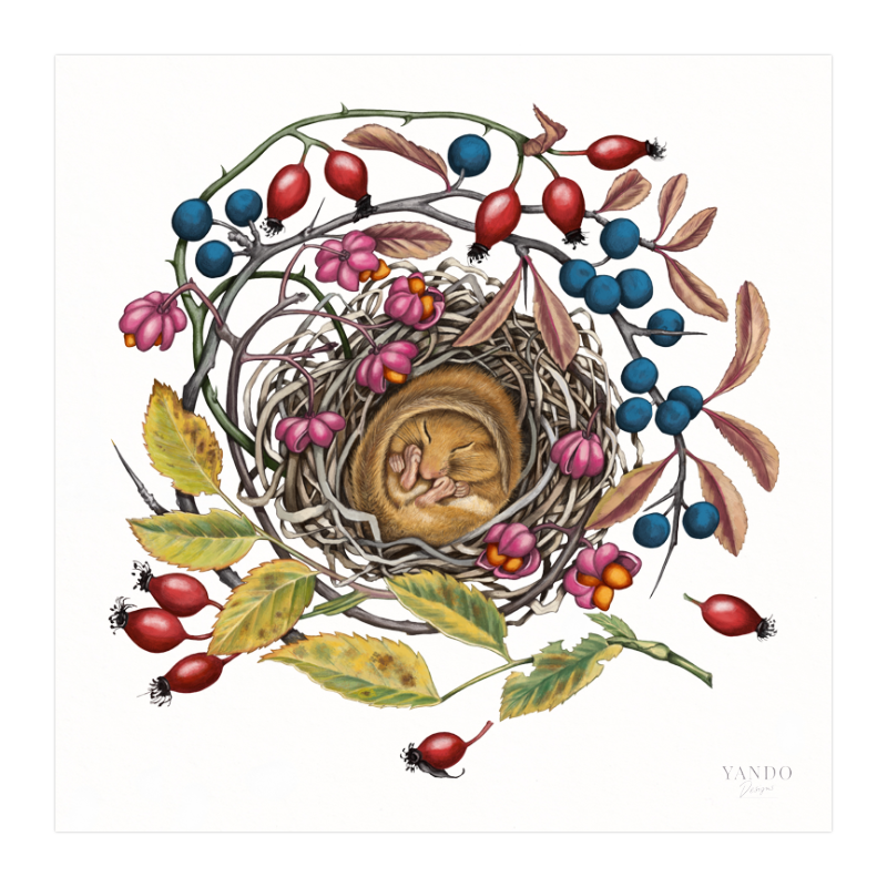 Kunstdruck Schlafende Haselmaus – Fine Art auf Hahnemühle-Papier, 20×20 cm