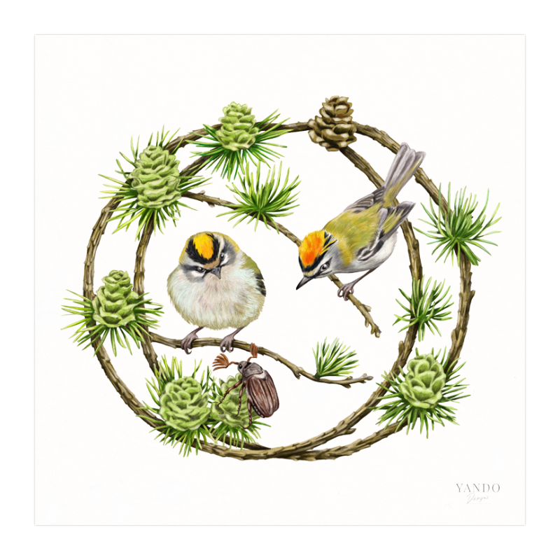 Kunstdruck Sommergoldhähnchen und Lärche – Fine Art auf Hahnemühle-Papier, 20×20 cm