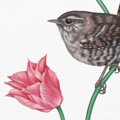 Leinwanddruck Zaunkönig — handgemaltes Naturmotiv