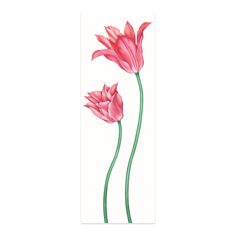 Lesezeichen Zaunkönig und Tulpe – handgezeichnet auf Hahnemühle-Papier, 5 × 15 cm