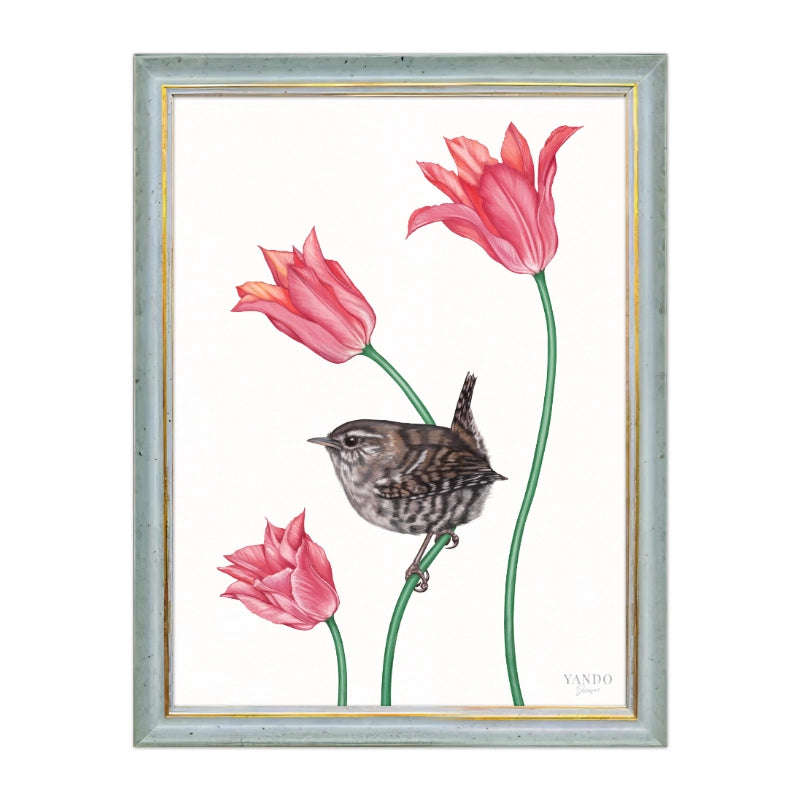 Zaunkönig und Tulpe im blauen Holzrahmen — gerahmt und aufhängbereit