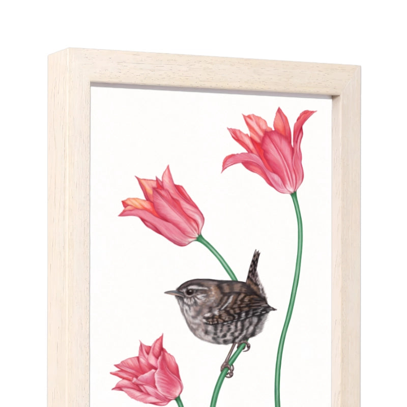 Seitliche Ansicht des Holzrahmens — Zaunkönig und Tulpe