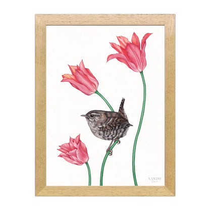Zaunkönig und Tulpe im dunklen Naturholz-Rahmen — gerahmt und aufhängbereit