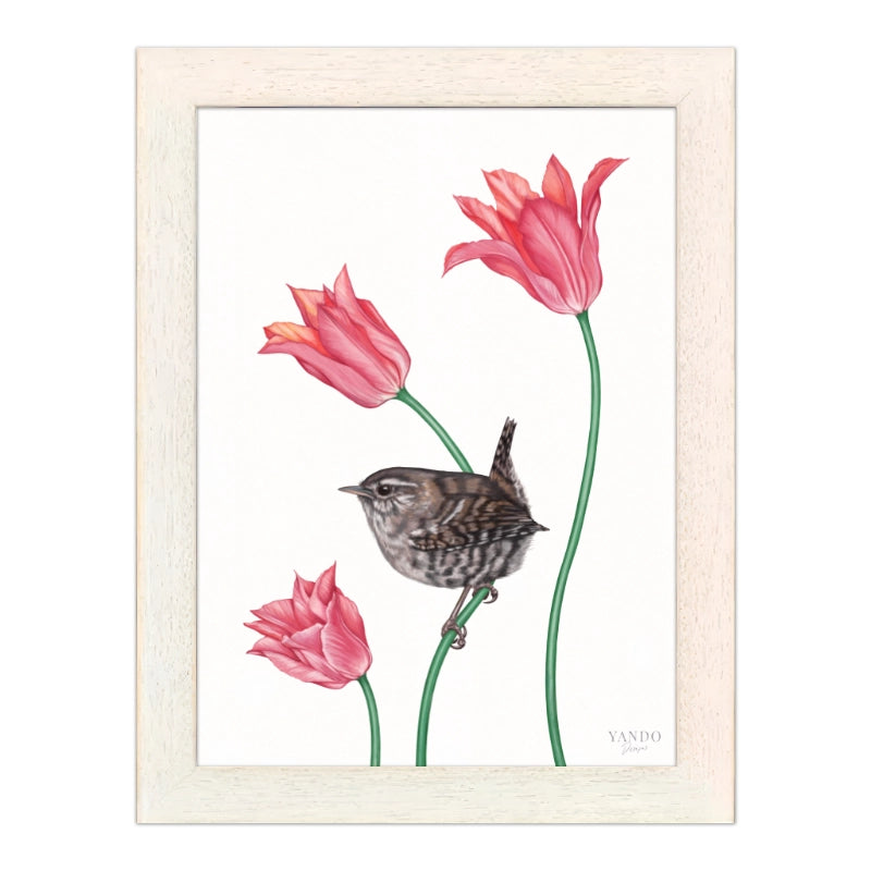 Zaunkönig und Tulpe im hellen Naturholz-Rahmen — gerahmt und aufhängbereit