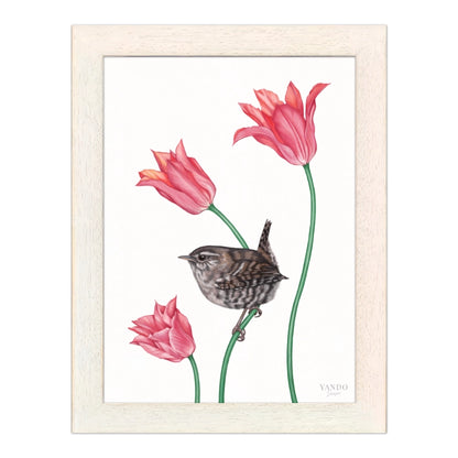 Zaunkönig und Tulpe im hellen Naturholz-Rahmen — gerahmt und aufhängbereit