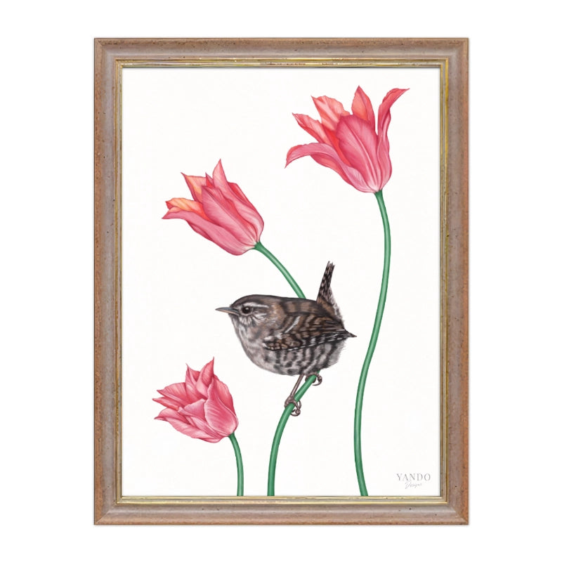 Zaunkönig und Tulpe im nussbraunen Holzrahmen — gerahmt und aufhängbereit